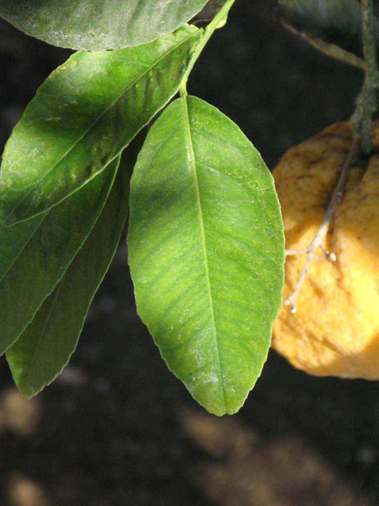              Unifoliolate leaf (South African, Riverside, CA)       